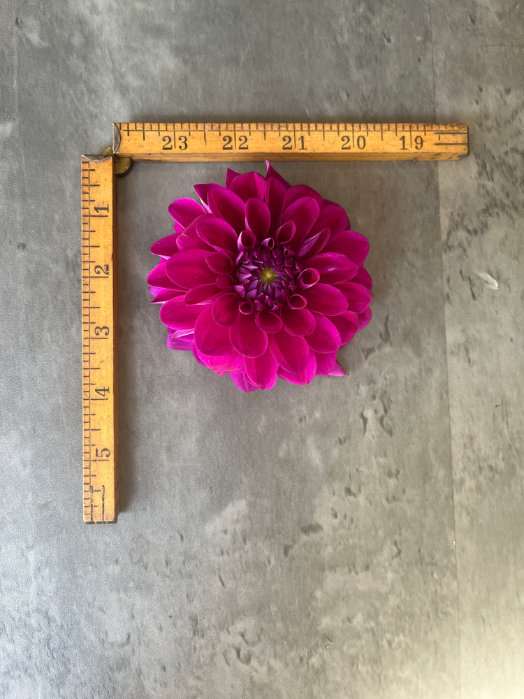 Dahlia Regular-Jowey Marilyn