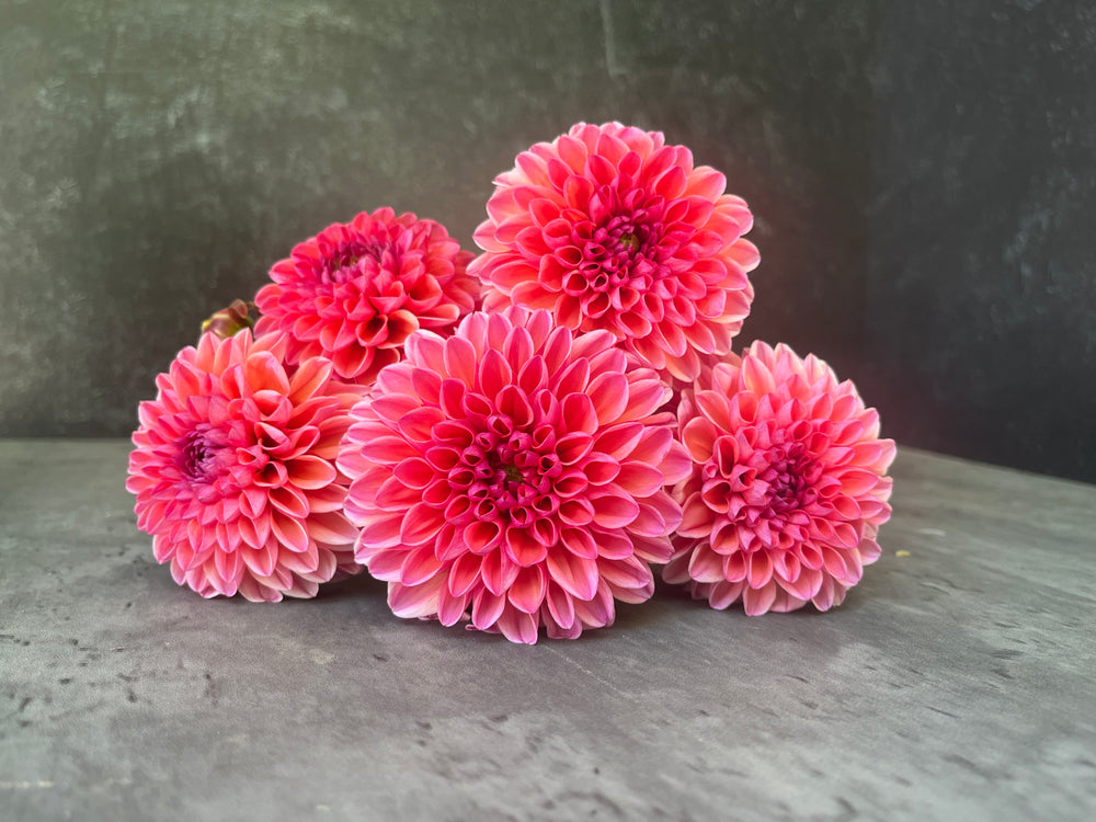 Dahlia Regular-Daisy Duke