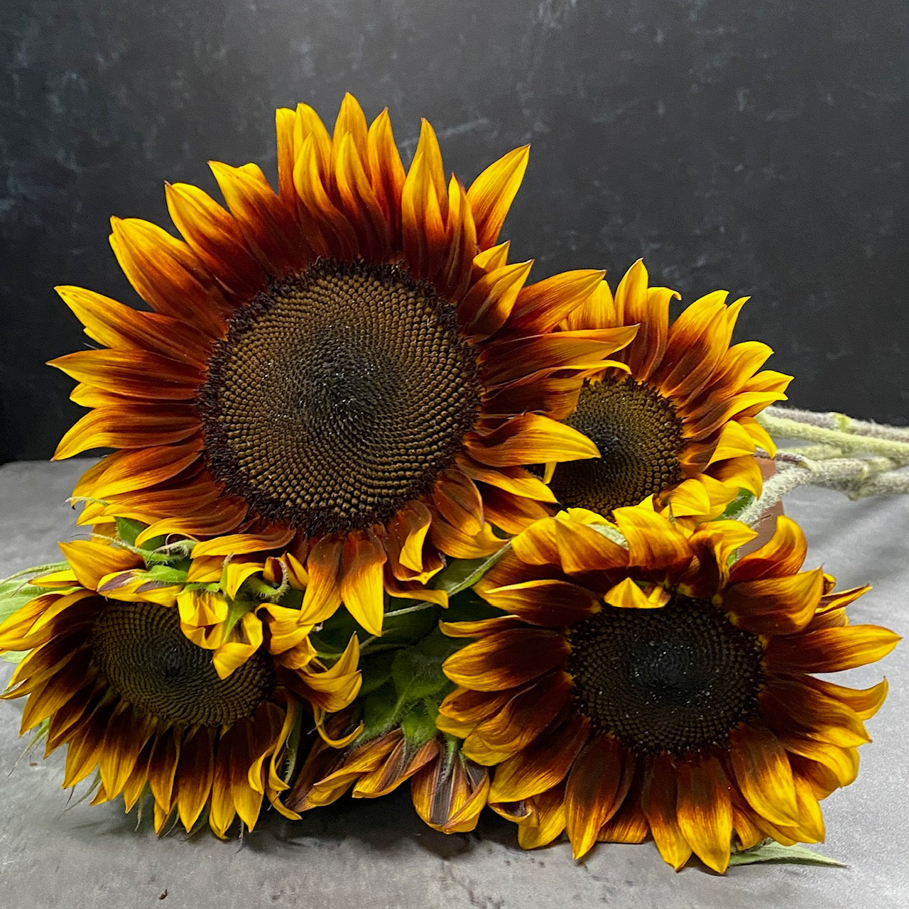 Sunflower-Orange Mahogany