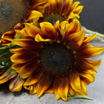 Sunflower-Orange Mahogany