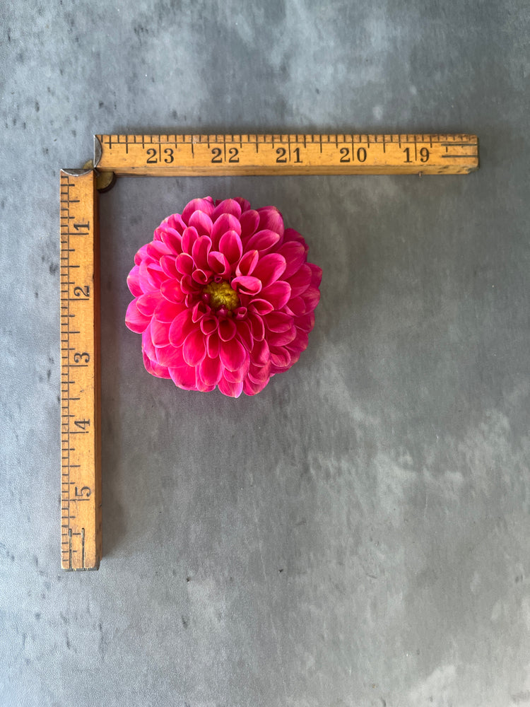 Dahlia Regular-Zundert Mystery Fox