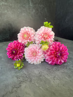 Dahlia Regular-Strawberry Cream - SMFF Wholesale