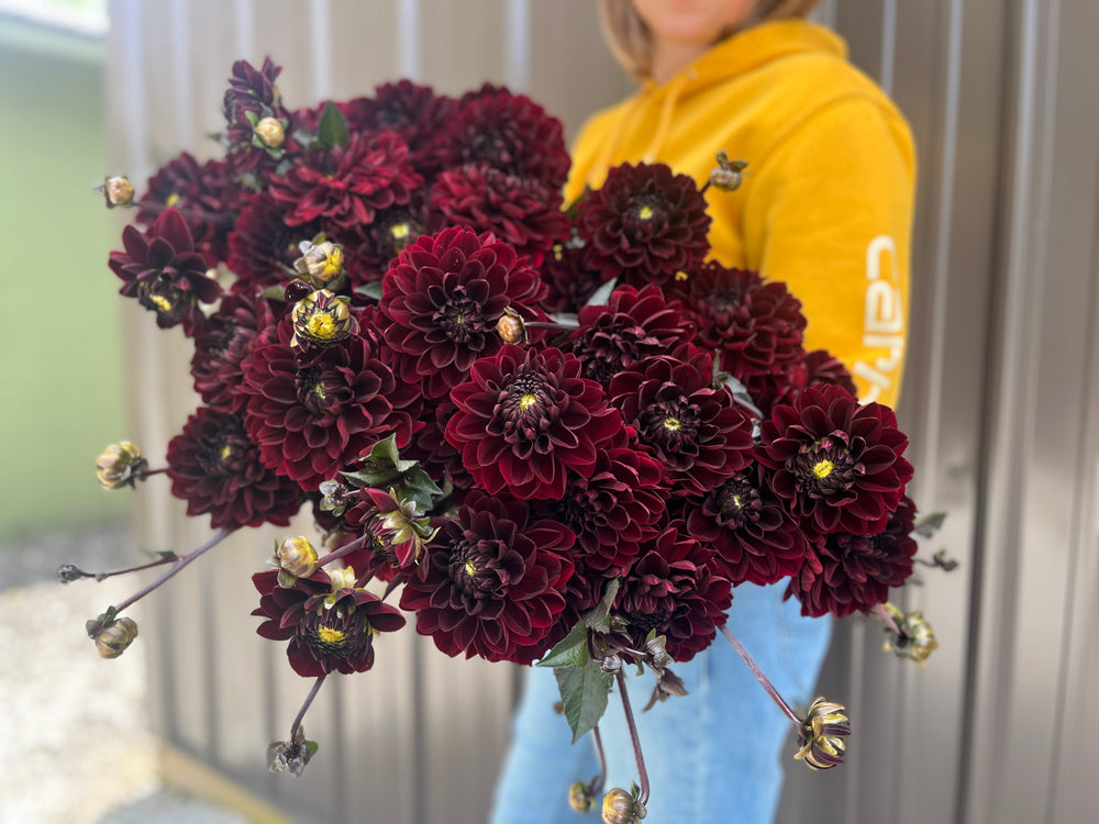 Dahlia Medium-Manoa - SMFF Wholesale