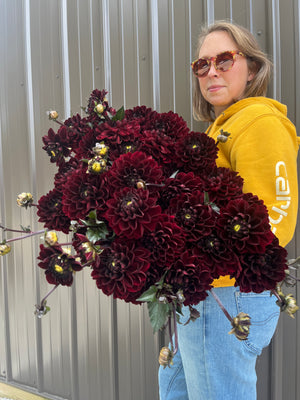 Dahlia Medium-Manoa - SMFF Wholesale