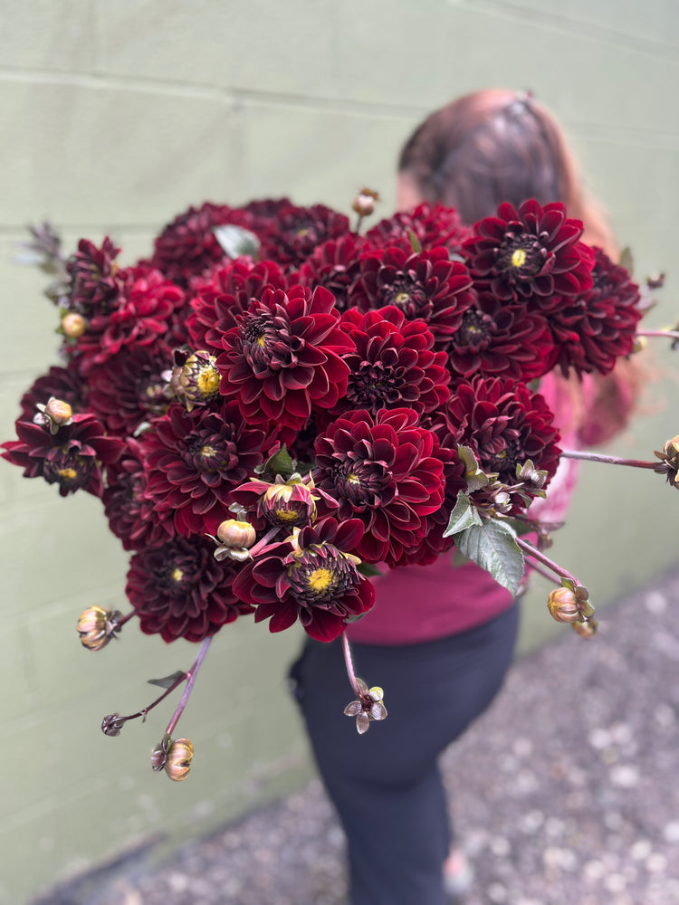 Dahlia Medium-Manoa - SMFF Wholesale