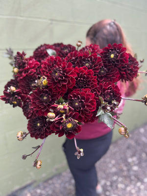 Dahlia Medium-Manoa - SMFF Wholesale