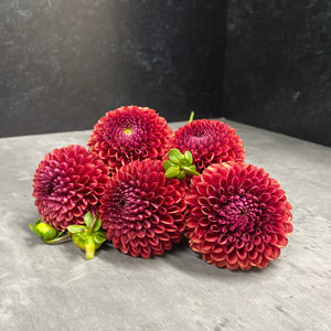 Dahlia Regular- Copperboy