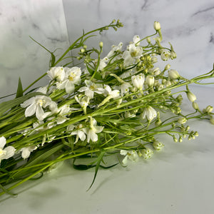 Delphinium-White
