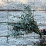 Evergreens Bunch-Cypress Blue Ice