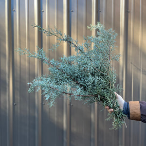 
            
                Load image into Gallery viewer, Evergreens Bunch-Cypress
            
        