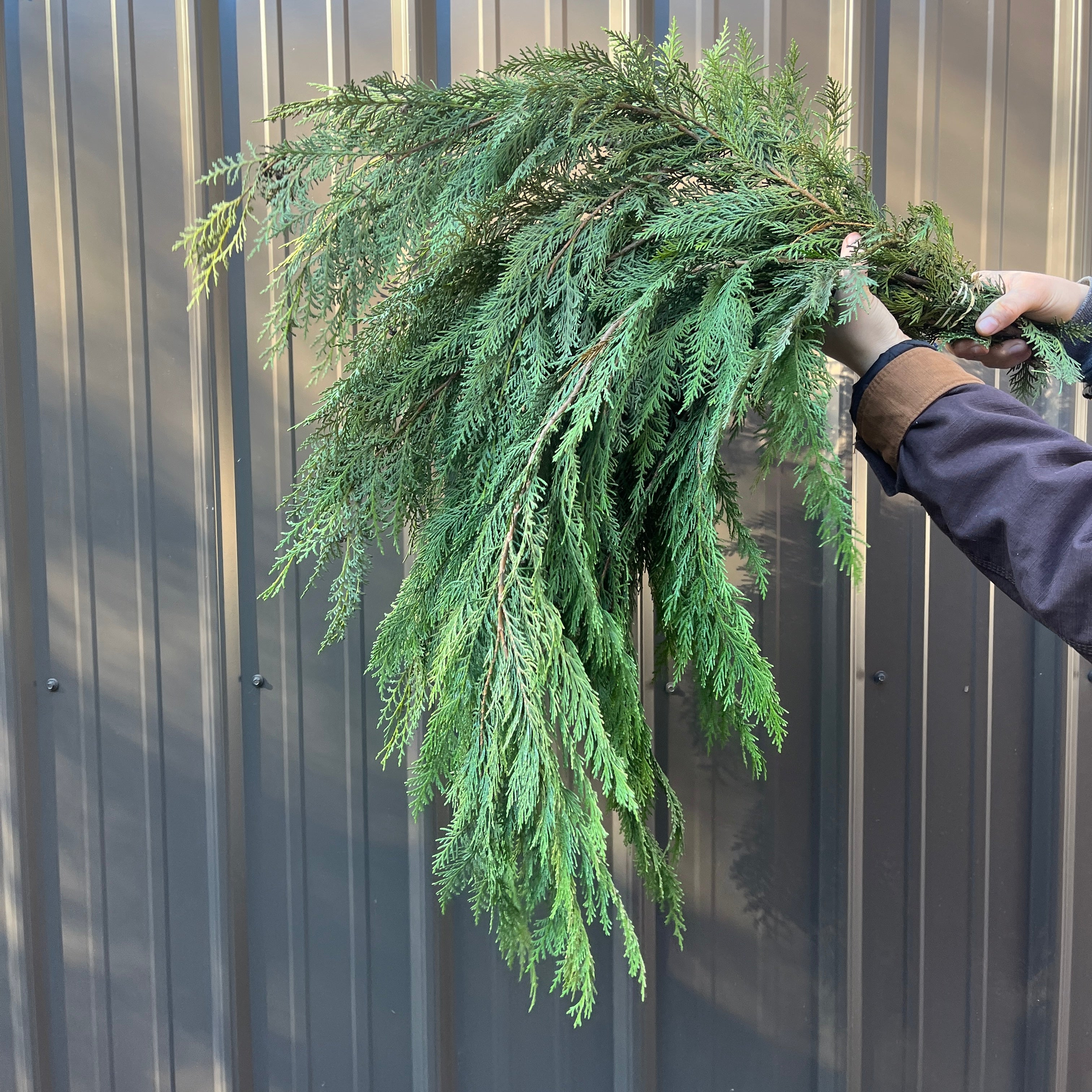 Evergreens Bunch-Arborvitae