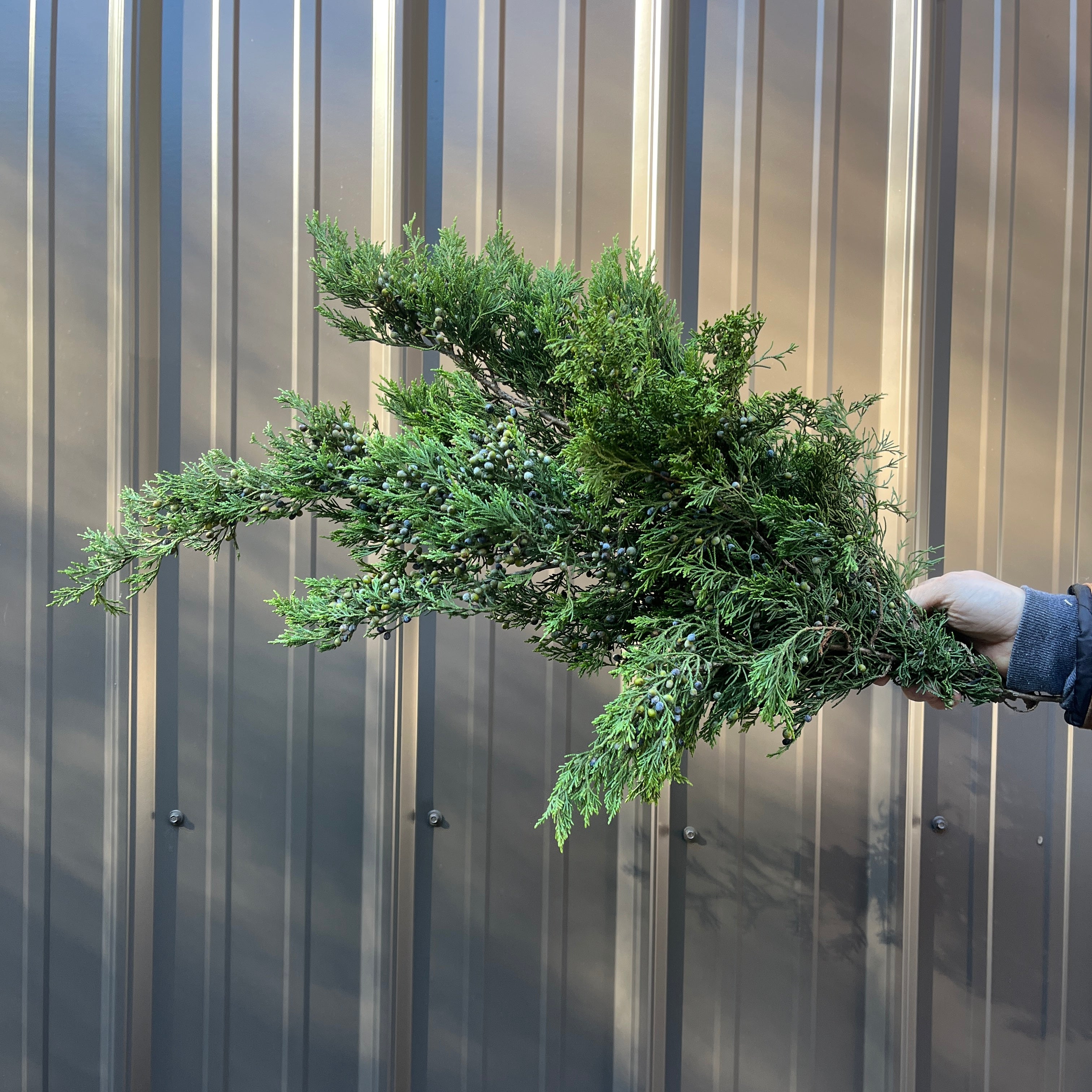 Evergreens Bunch-Blueberry Cedar