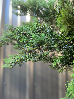 Evergreens Bundle-Blueberry Cedar