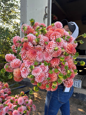 Dahlia Regular-Peaches N Cream - SMFF Wholesale