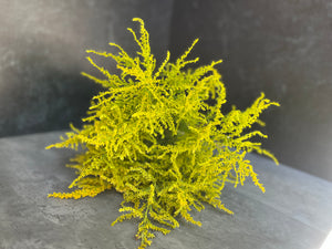 Solidago