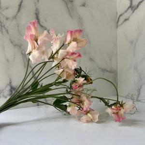 Sweet Pea-Blush