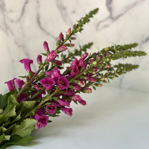 Digitalis-Magenta short 12"