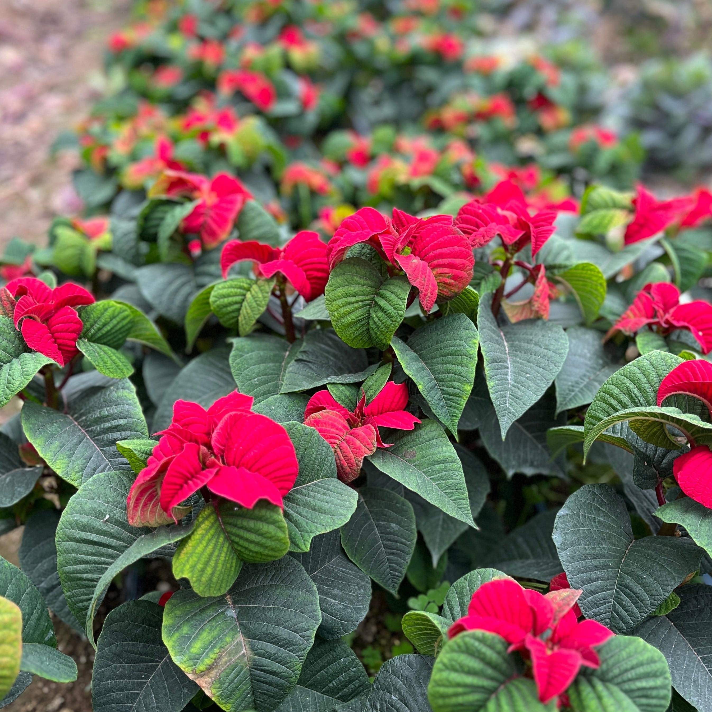 Poinsettia Cut-Red