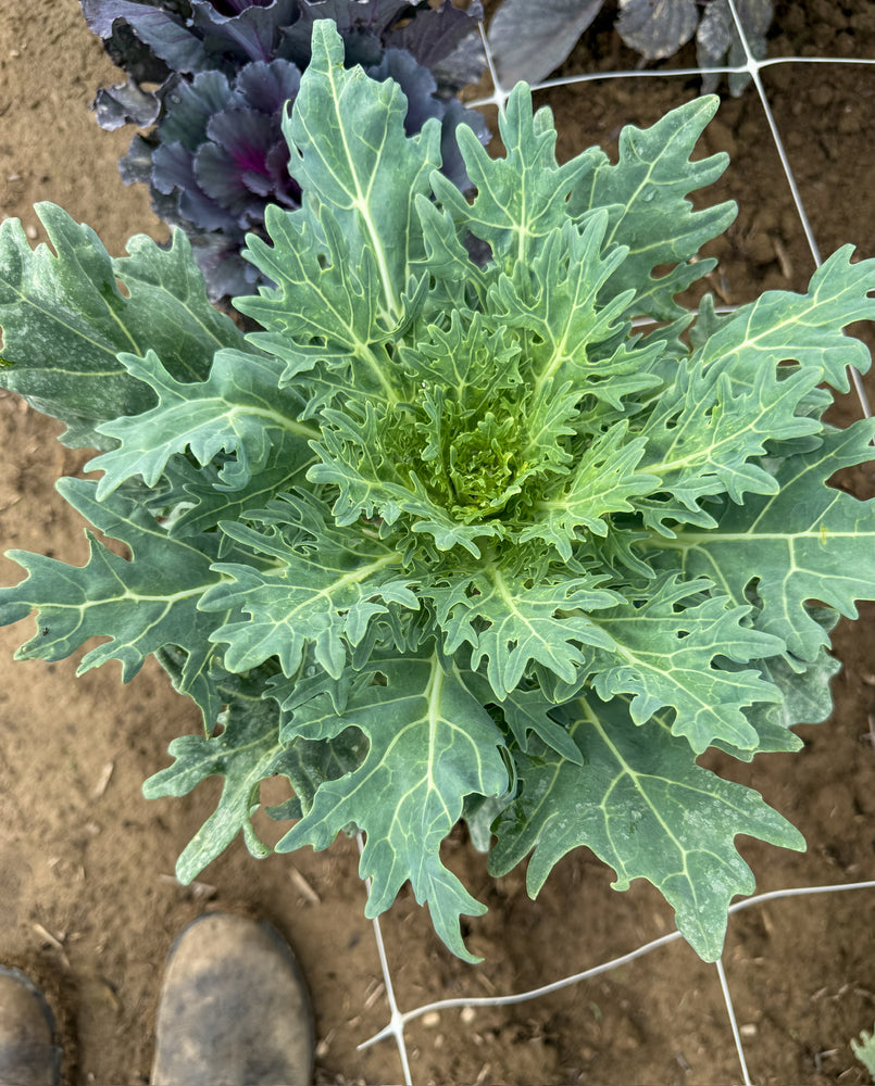 Flowering Cabbage-Green Feather