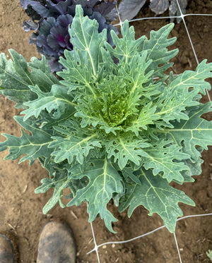 Flowering Cabbage-Green Feather