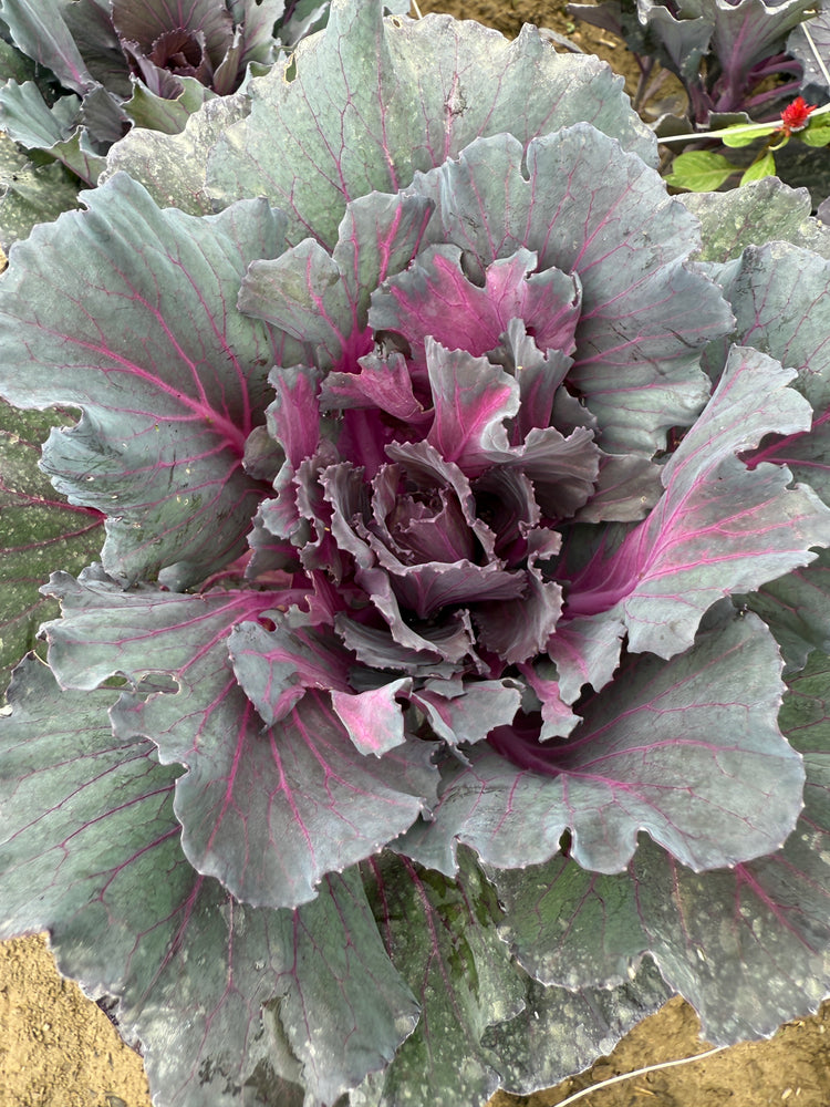 Flowering Cabbage-Purple Short
