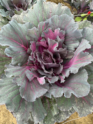 Flowering Cabbage-Purple Short