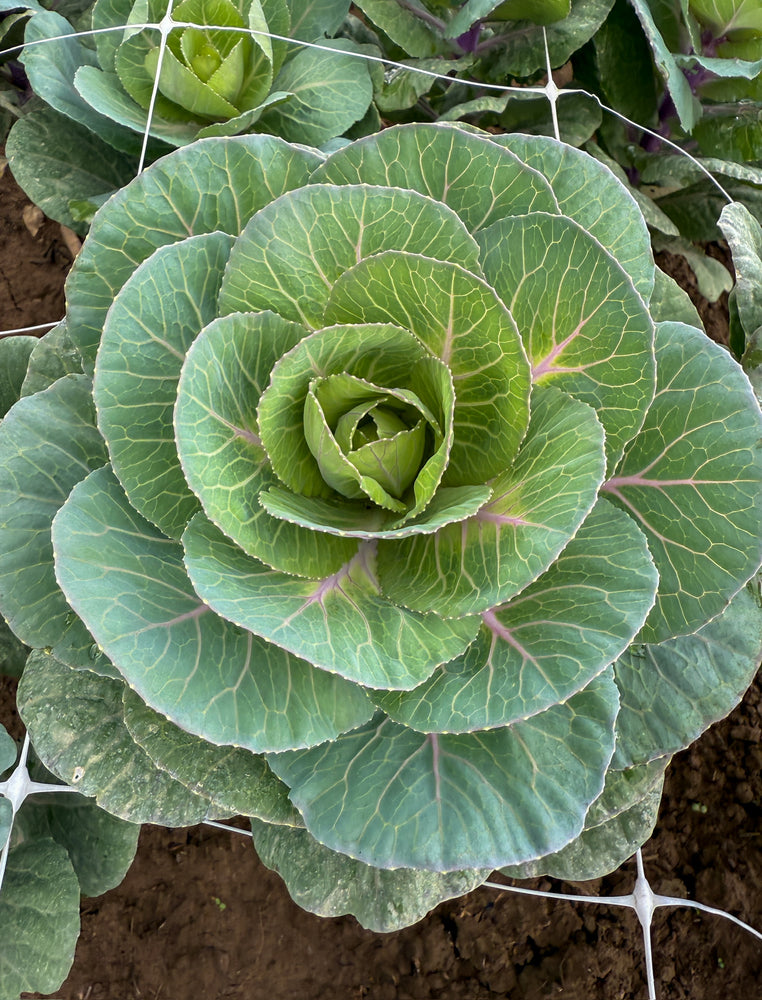 Flowering Cabbage-Green