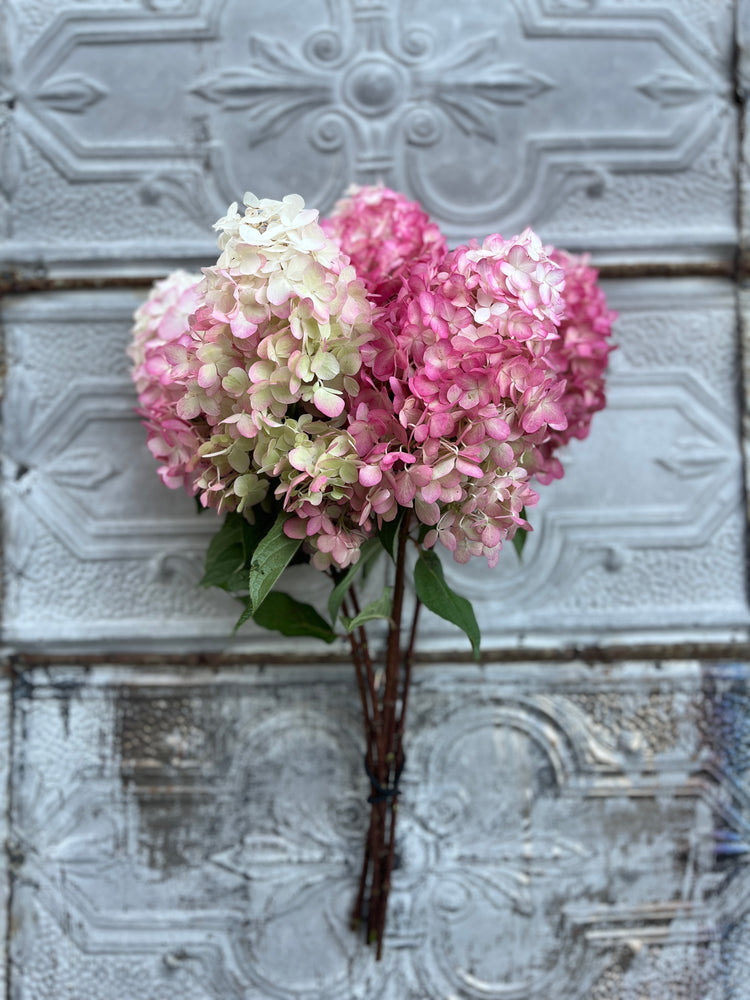 Hydrangea-Ruby Snow