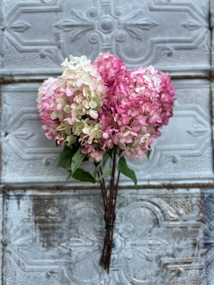 Hydrangea-Ruby Snow