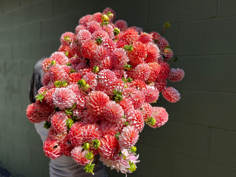 Dahlia Tuber-Peaches N Cream