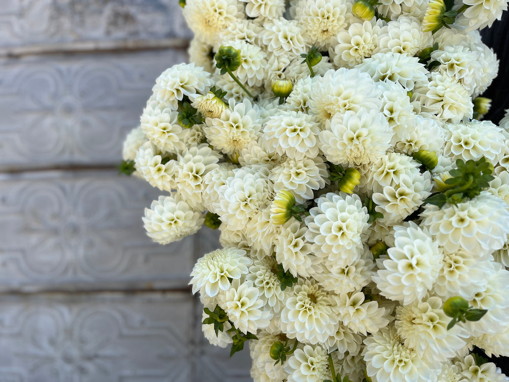 Dahlia Tuber-Boom Boom White