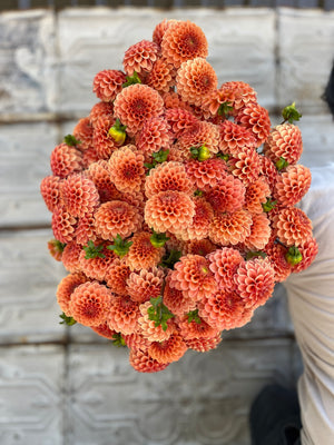 Dahlia Tuber-Rose Toscano