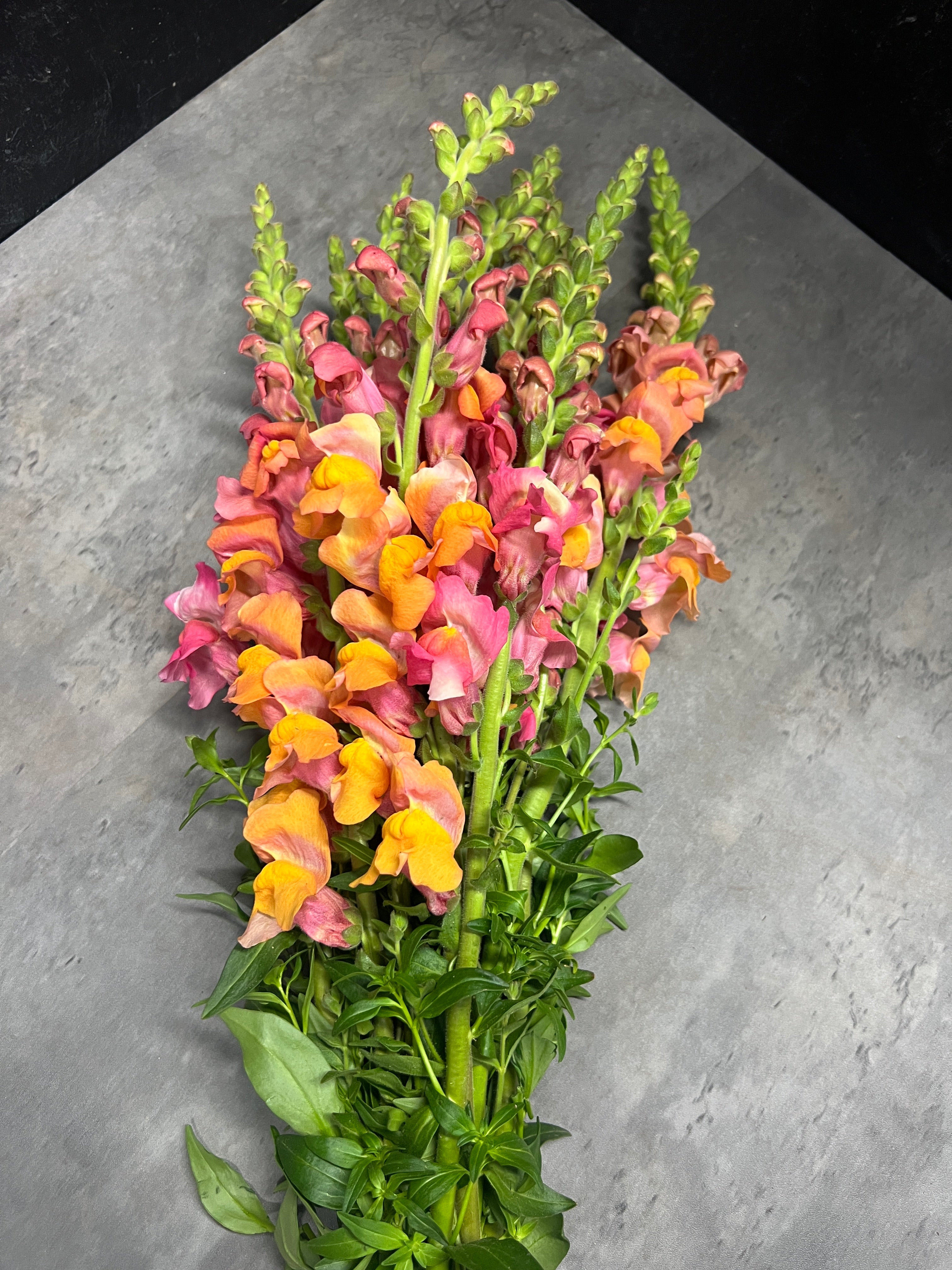 Snapdragon-Sunrise Mix