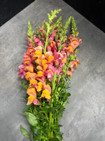 Snapdragon-Sunrise Mix - SMFF Wholesale