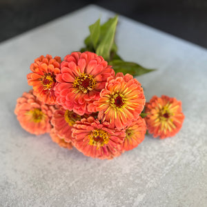 Zinnia-Salmon