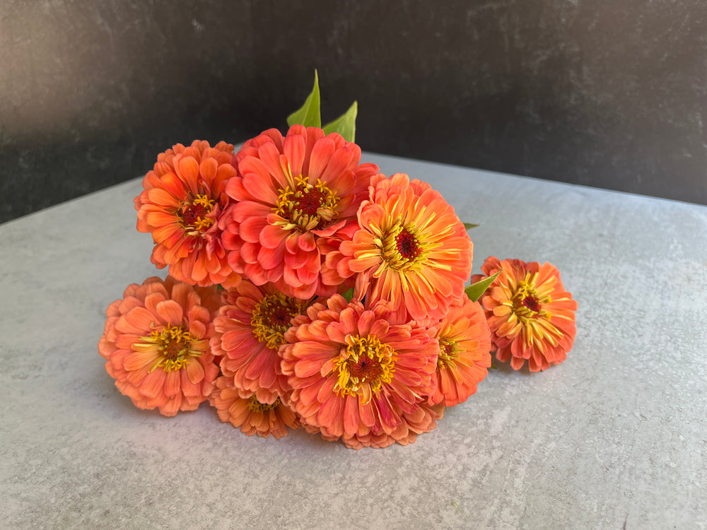 Zinnia-Salmon