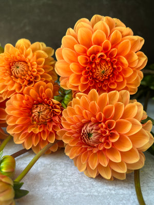 Dahlia Regular-Maarn