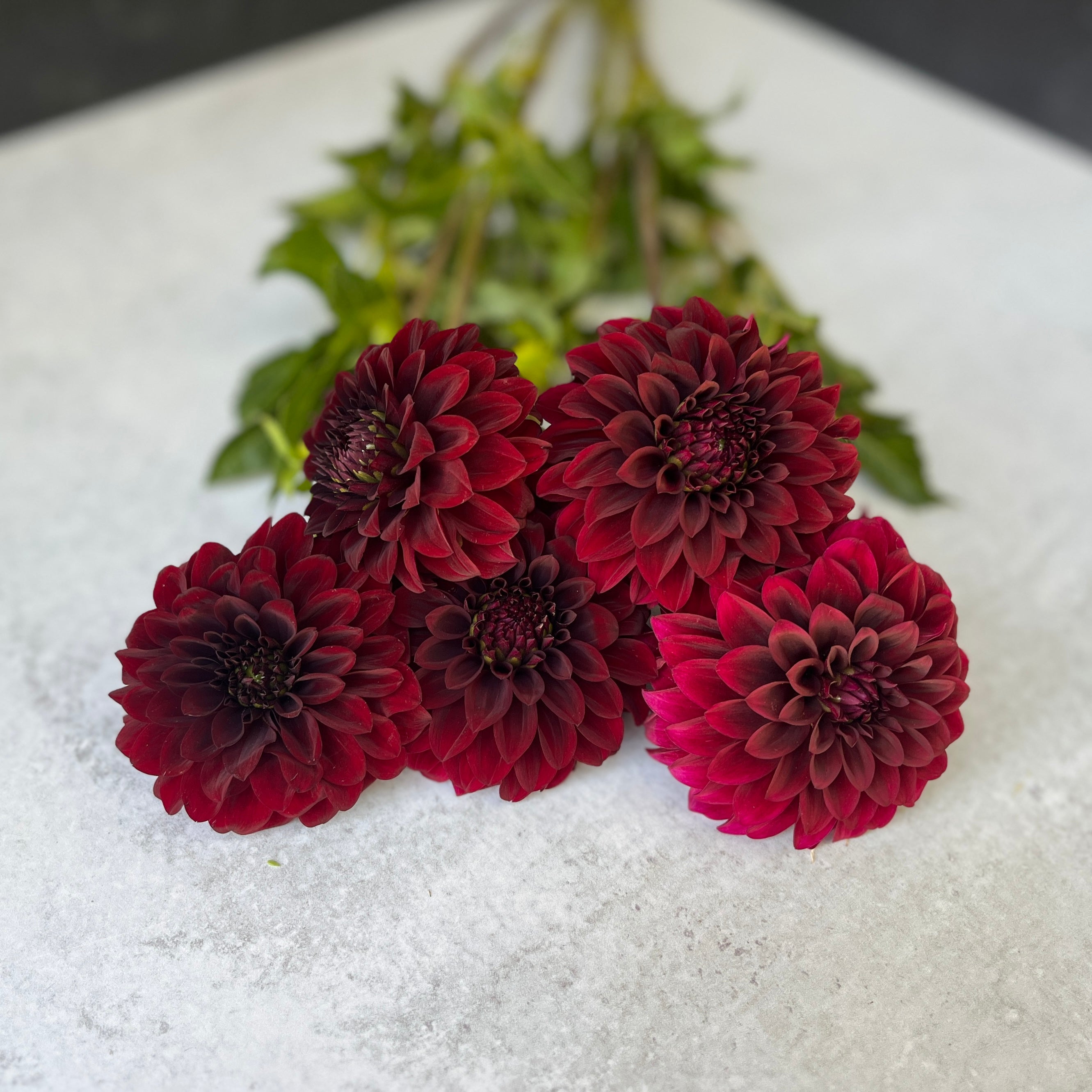 Dahlia Tuber-Black Satin