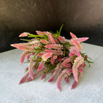 Celosia Spike-Flamingo Feather