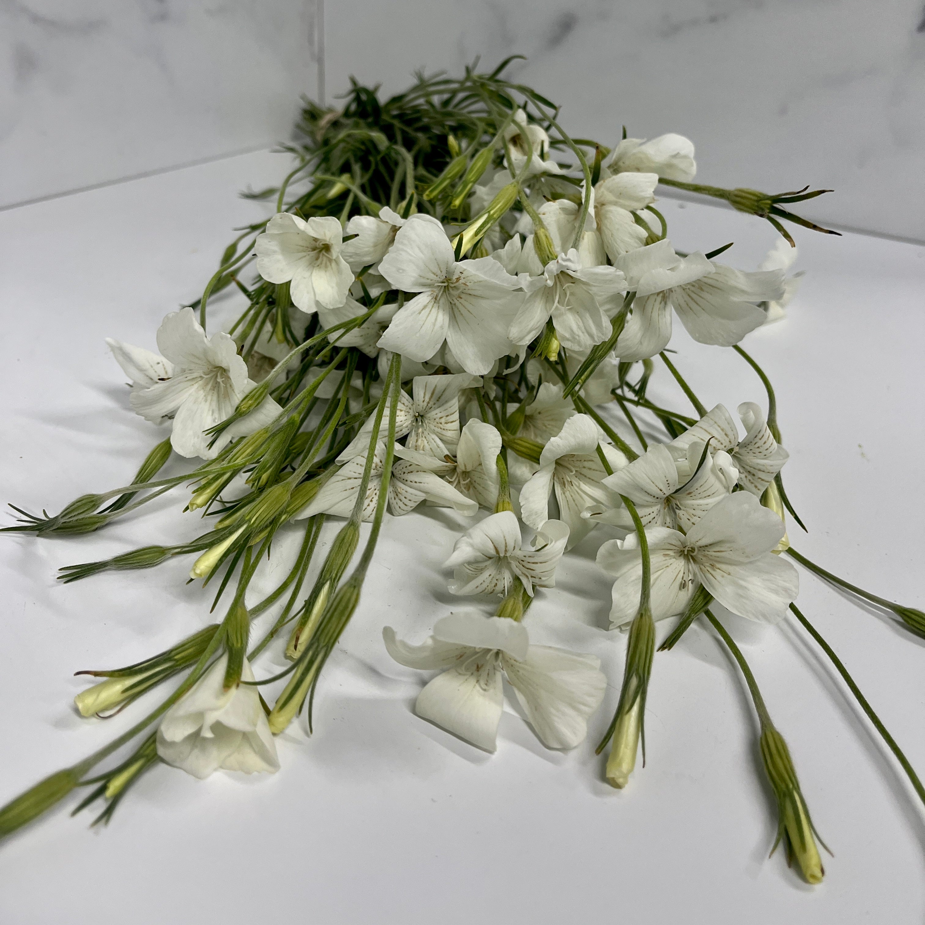 Agrostemma-White