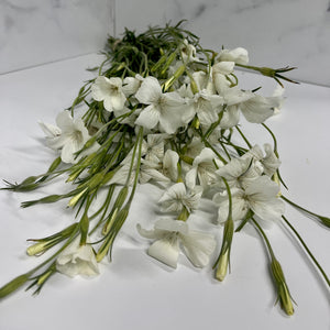 Agrostemma-White