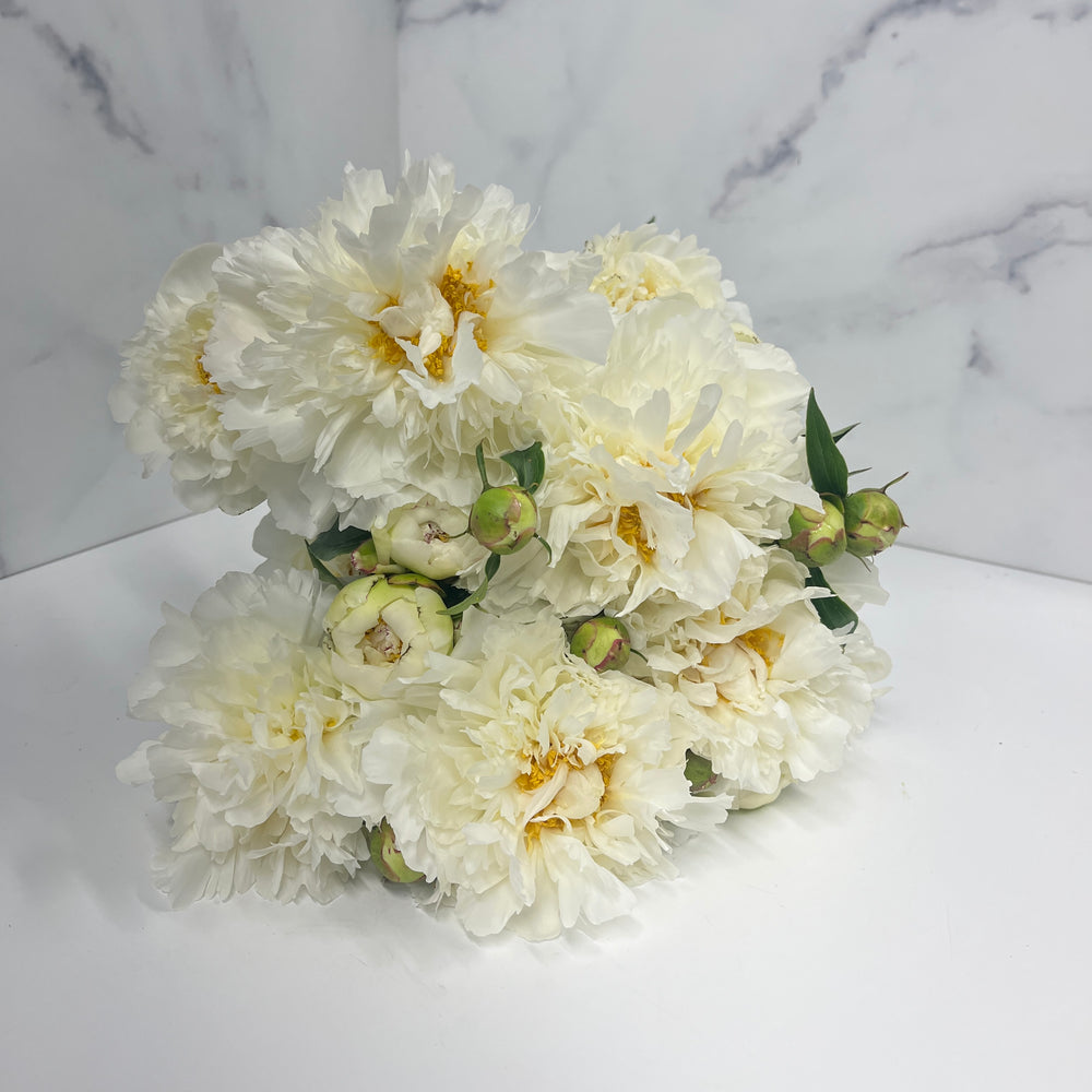 
            
                Load image into Gallery viewer, Peony-White
            
        