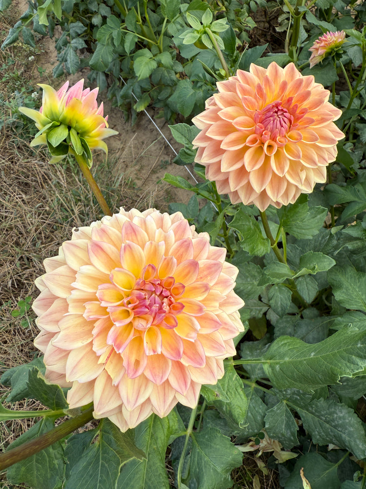 Dahlia Medium-Bloomquist Alan