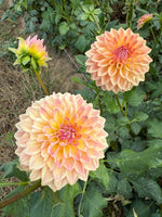 Dahlia Medium-Bloomquist Alan
