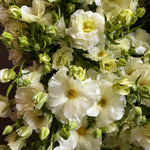 Ranunculus Butterfly-Buttercream