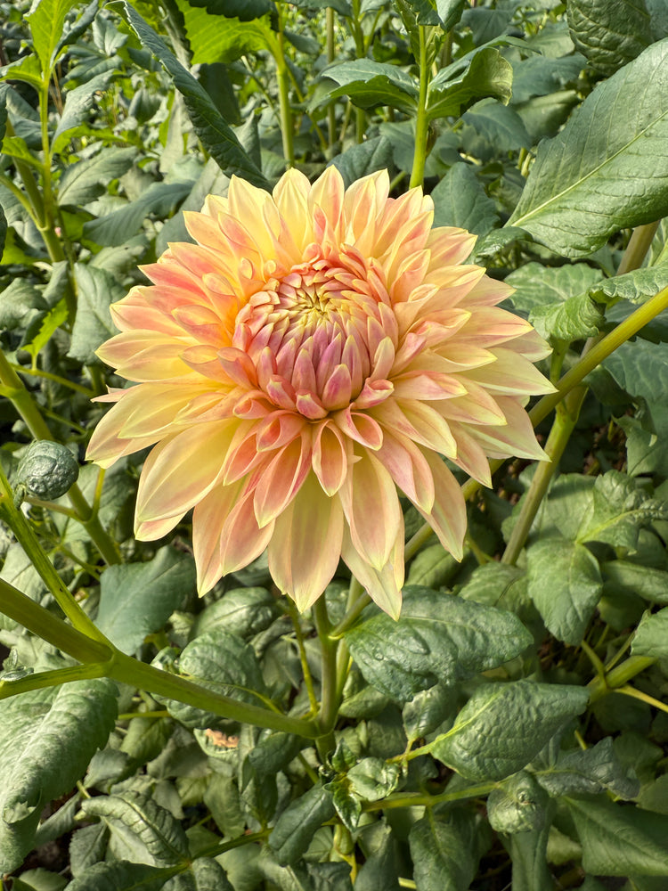 Dahlia Medium-Bloomquist Alan
