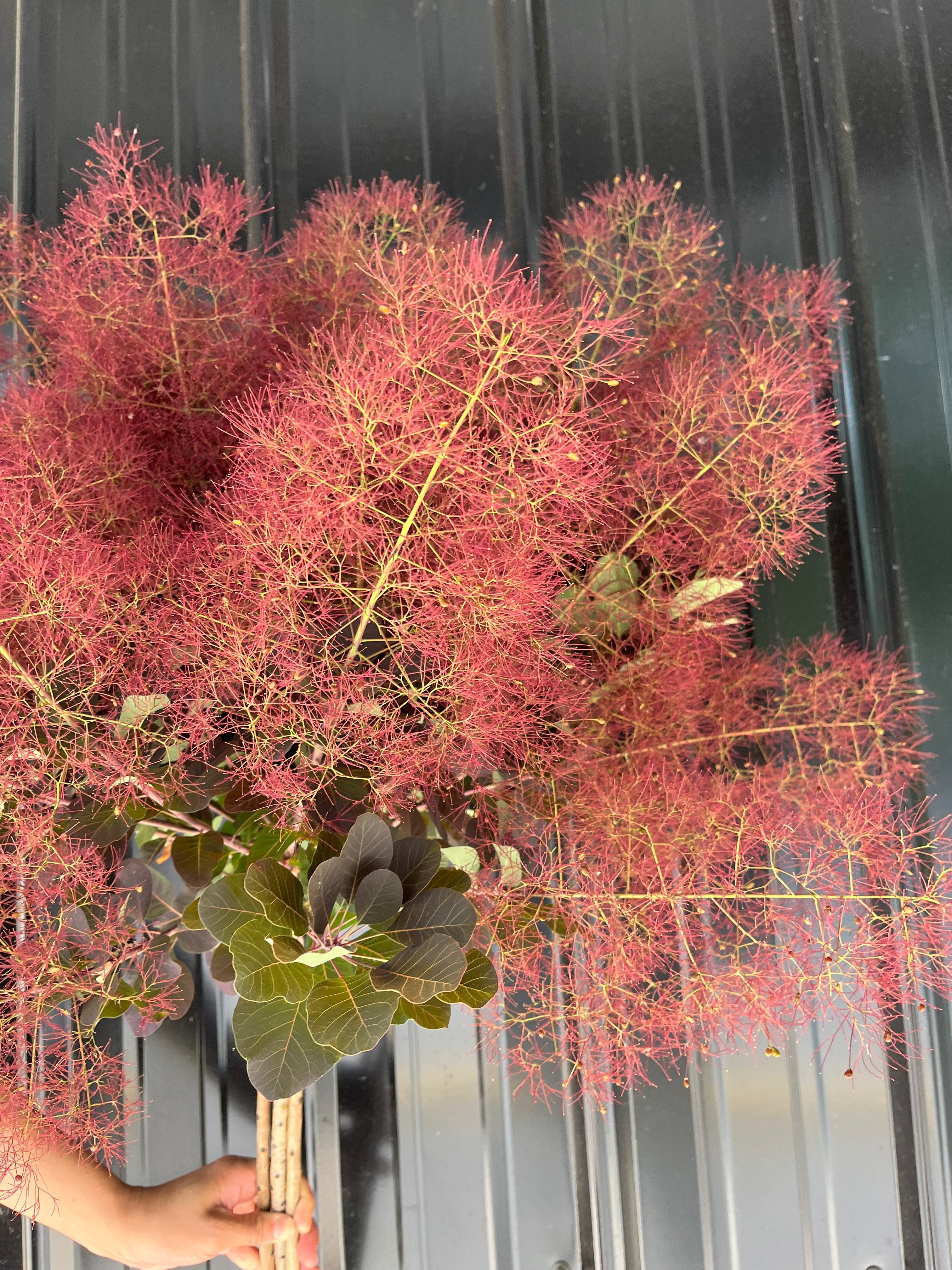 Smokebush with Smoke-Medium 5 stems