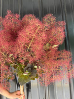 Smokebush with Smoke-Medium 5 stems
