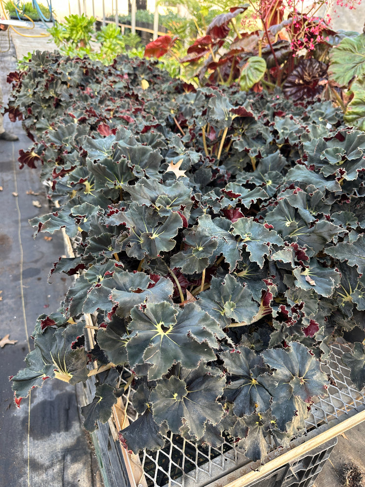 Container Plants-Begonia Black Mamba