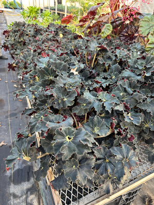 Container Plants - Begonia Black Mamba